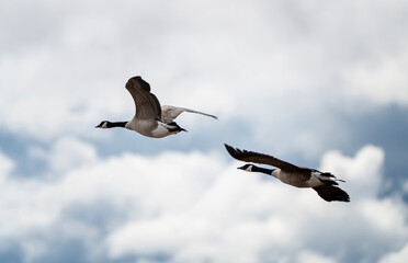 Canada Goose in Flight