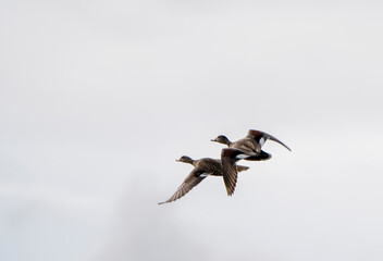 Canada Goose in Flight