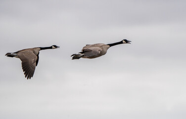Canada Goose in Flight