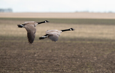 Fototapeta premium Canada Goose in Flight