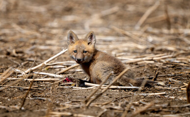 Young Fox Kit