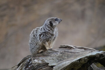 meerkat on the lookout