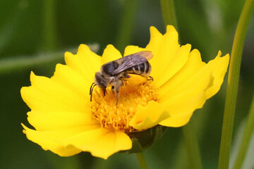 Honeybee closeup pollinating yellow flower in parkland on beautiful summer day