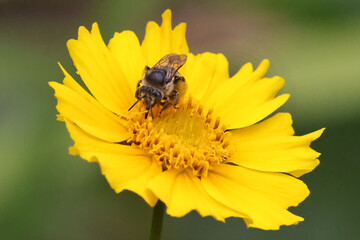 Honeybee closeup pollinating yellow flower in parkland on beautiful summer day