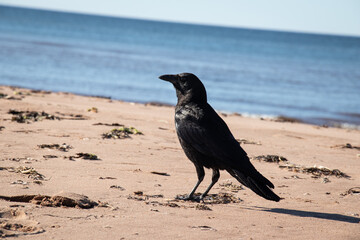 Raven on Prince Edward Island Dalvay By the Sea Beach