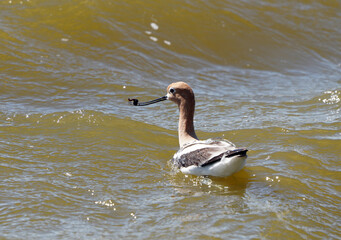 Avocet in Saskatchewan