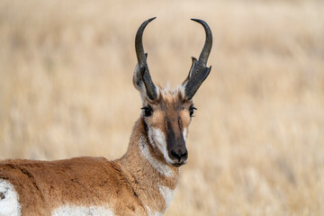 Pronghorn Antelope Saskatchewan © pictureguy32