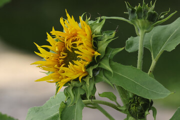 Sunflower blooms sometimes with insects on, looking for nectar in beautiful sunny summer day