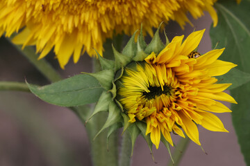 Sunflower blooms sometimes with insects on, looking for nectar in beautiful sunny summer day