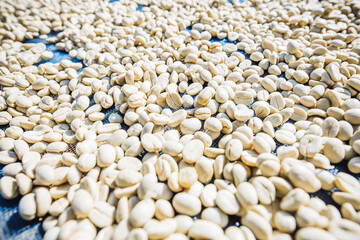 Fruit, coffee and fresh coffee beans, coffee, berries in fermentation and washing, wet processing method.