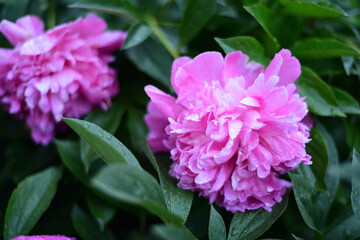 close up of a pink flower