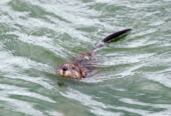 Fototapeta premium Muskrat in Pond