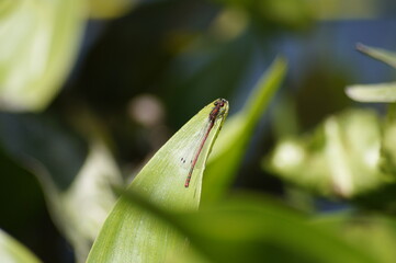 red dragonfly on leaf