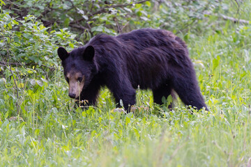 Black Bear Northern Canada