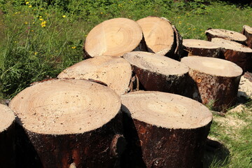 Felled tree. Logs from a felled tree. Old pine. Firewood.