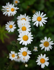 Chamomile flowers in the open air. The selected sharpness.