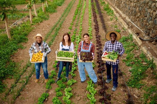 Smiling multiracial farmers with fresh vegetables in boxes on plantation