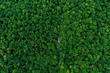 alone white car drives on an asphalt road through a dense green forest. Drone top view.
