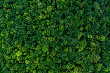 Fotobehang dense green forest. Drone top view. aerial view © drotik