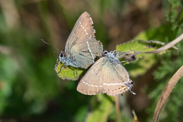 Fototapeta premium Lycaenidae / Güzel Sevbeni / / Satyrium spini