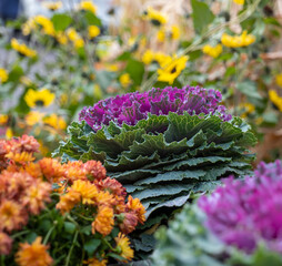 Decorative ornamental cabbage flower with green and purple leaves, surrounded by other colorful...