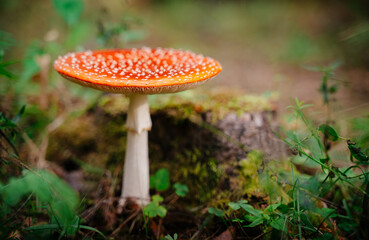 Mushroom red fly agaric poisonous and not edible close-up. Forest nature background. Copy space.