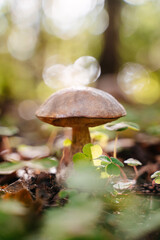 Close-up of edible mushroom cap in summer forest. Concept of mushroom picking and harvesting.