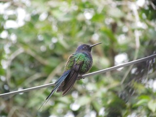 Hummingbird from the Atlantic Forest