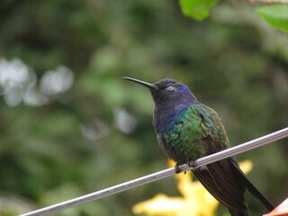 Fototapeta premium Hummingbird 