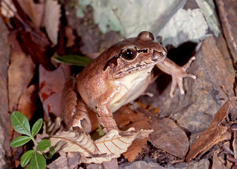 Endangered Australian Northern Stuttering Frog
