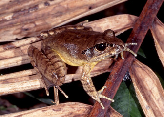 Endangered Australian  Northern Stuttering  Frog