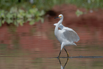 garça-branca-pequena (Egretta thula)