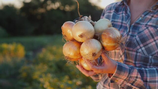 Farmer holds a bag of onions, a good harvest from his field