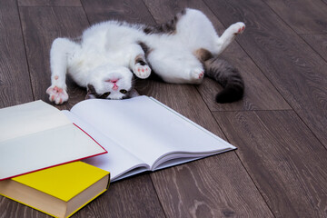 playing juvenile European Shorthair Cat