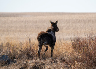 Fototapeta na wymiar Wild Moose Saskatchewan