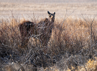 Wild Moose Saskatchewan