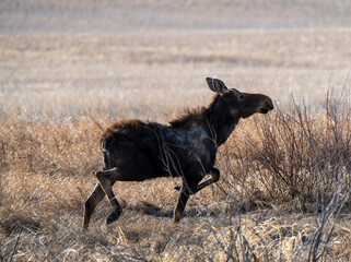Wild Moose Saskatchewan