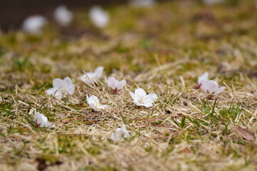ニュウナイスズメが落とした桜
