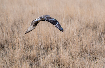 Hawk in Saskatchewan