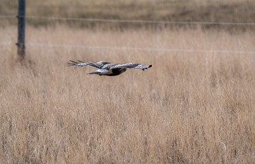 Hawk in Saskatchewan