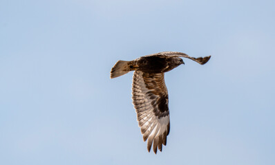 Rough legged Hawk in Saskatchewan