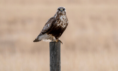 Hawk in Saskatchewan
