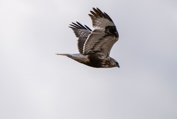 Rough legged Hawk in Saskatchewan