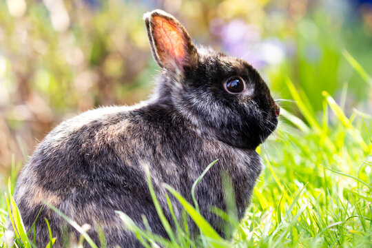 Adorable fluffy rabitt bunny on green grass against blurred background. Easter symbol