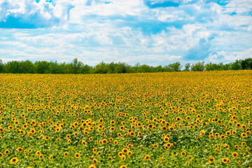 Fototapeta premium Field and blooming sunflower in summer.