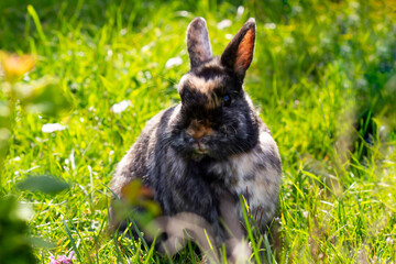 rabbit in the grass