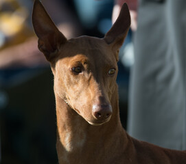 Pharaoh Hound close up of head
