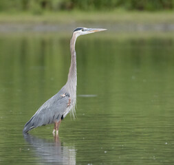 Great blue heron wading in shallow water in its wetland habitat