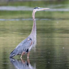 Great blue heron wading in shallow water in its wetland habitat