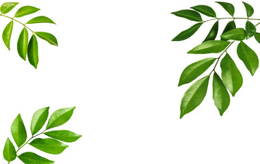 Obraz premium Green leaves frame on white background